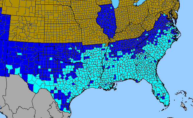 The range of Melia azedarach